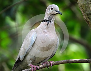 Ring Neck or Collared dove.