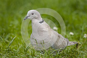 Ring neck Dove.