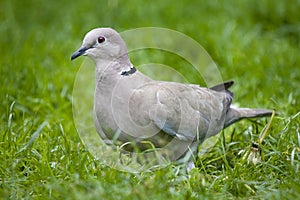 Ring neck Dove.
