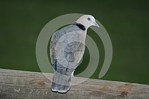 Ring neck Dove on a wooden pole