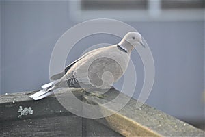 Ring-Necked Cape Half-Collard Turtle Dove