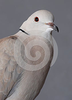 Ring necked Dove.