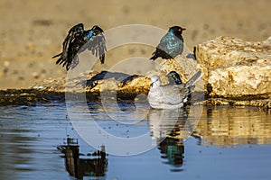 Cape Glossy Starling in Kgalagadi transfrontier park, South Africa