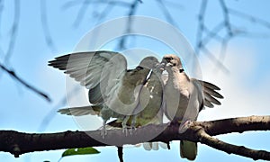 Ring-necked dove family