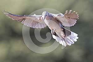 Ring-necked dove in flight on a soft green background in early m