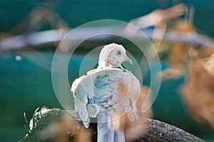 Ring-Necked Dove Perched on Branch