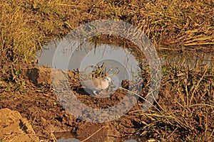 RING NECKED DOVE AT POOL OF WATER