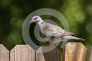 Ring-necked Dove