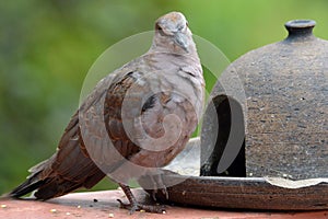 Ring-necked Dove (Streptopelia capicola)