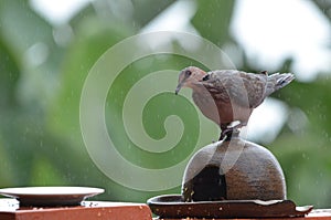 The ring-necked dove (Streptopelia capicola)