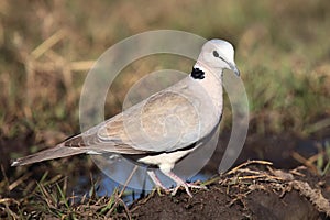 The ring-necked dove Streptopelia capicola, also known as the Cape turtle dove sitting on the ground