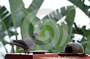 The ring-necked dove (Streptopelia capicola)