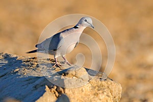 Ring-necked dove, Streptopelia capicola, also known as the Cape turtle dove, Kgalagadi, South Africa. Bird from African sand