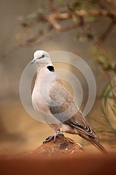 The ring-necked dove Streptopelia capicola or the Cape turtle dove or half-collared dove sitting on the stone