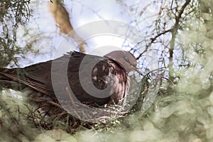 Ring-necked dove Streptopelia capicola on the nest.