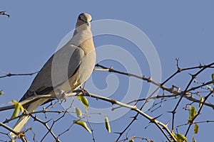 Ring-necked dove (Streptopelia capicola)