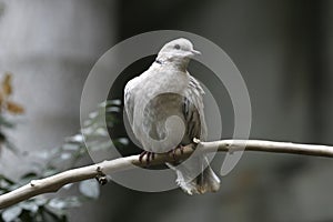 Ring-necked Dove, Streptopelia capicola, perched