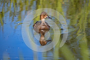 Ring necked duck Aldult female