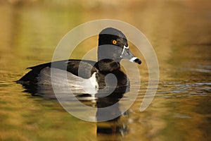 Ring-necked duck, Aythya collaris