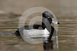 Ring-necked duck, Aythya collaris