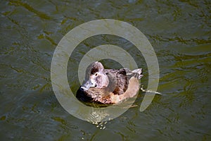 Ring necked duck, Aythya collaris, breeding female, 21.