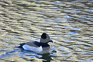 Ring necked duck, Aythya collaris, breeding male 31