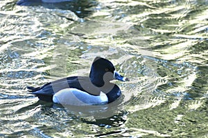 Ring necked duck, Aythya collaris, breeding male 35