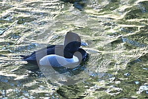 Ring necked duck, Aythya collaris, breeding male 36