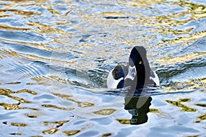 Ring necked duck, Aythya collaris, breeding male 38