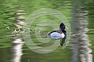 Ring necked duck, Aythya collaris, breeding male, 4.