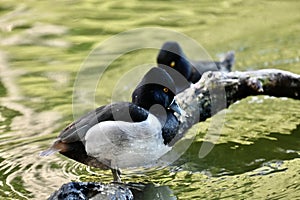 Ring necked duck, Aythya collaris, breeding male, 7.