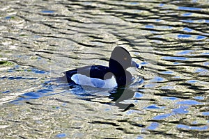 Ring necked duck, Aythya collaris, breeding male, 8.