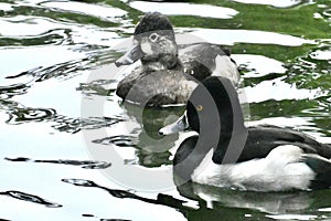 Ring necked duck, Aythya collaris, breeding pair, 3.