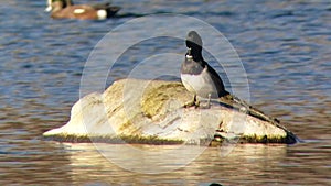 Ring-necked Duck Pair in a City Park Pond