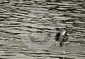 Ring-necked duck, Santee lake