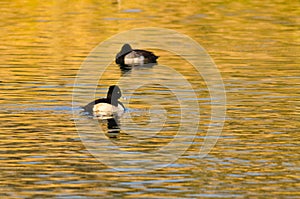 Ring-Necked Duck Swimming on a Golden Autumn Pond