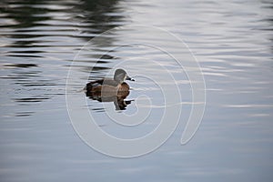 Ring-necked Duck swimming in a lake