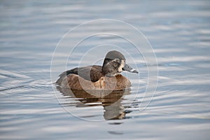 Ring-necked Duck swimming in a lake
