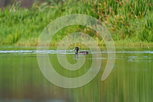 Ring necked Duck swimming in a lake