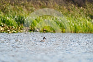 Ring necked Duck swimming in a lake