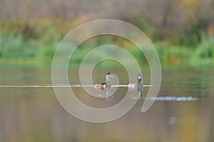 Ring necked Duck swimming in a lake