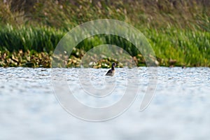 Ring necked Duck swimming in a lake