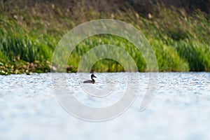 Ring necked Duck swimming in a lake