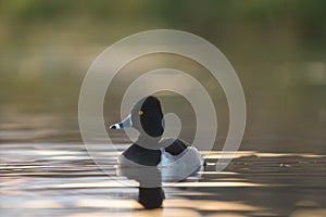 Ring necked Duck swimming in a lake
