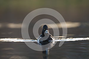 Ring necked Duck swimming in a lake