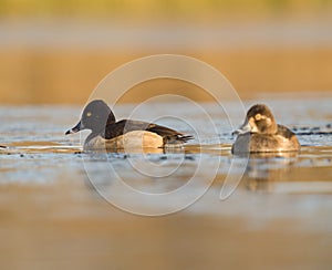 Ring necked Duck swimming in a lake