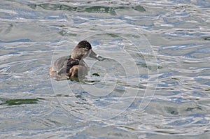 Ring-Necked Duck Swimming in a Lake