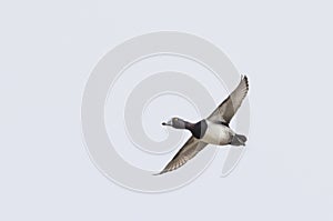 Ring-necked duck taking flight over the winter snow in Ottawa, Canada