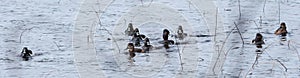 Ring-necked ducks. Mating pairs compete for the best genes during their brief stay on a lake in northeastern Canada.