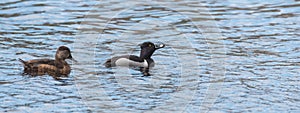 Ring-necked ducks. Mating pairs compete for the best genes during their brief stay on a lake in northeastern Canada.